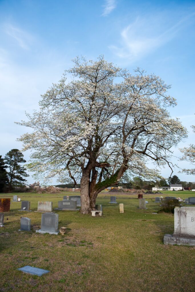 Titan Decks service area - The world's largest Dogwood tree located in Clinton, Sampson County, NC.